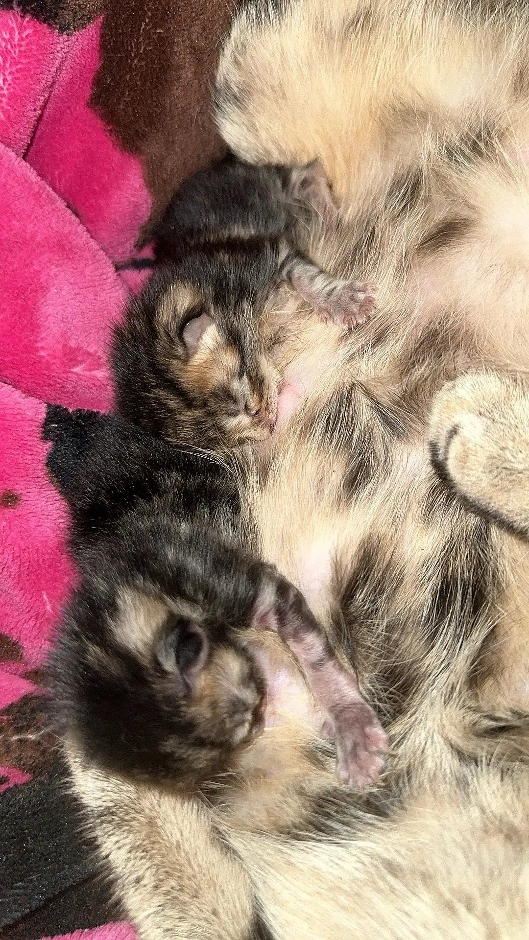 Finally got momma to help feed. I still have formula if they need it but me and momma cat are working together to save these babies.