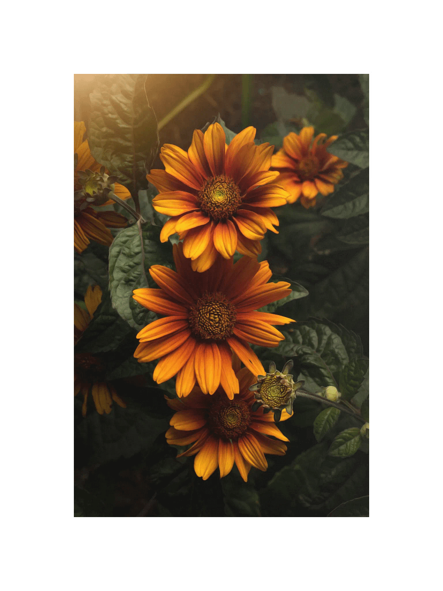 Sunny Orange Flowers in Golden Light product image (1)