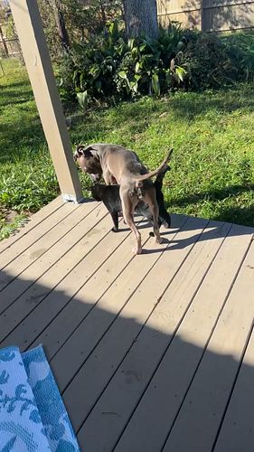 Mom and dad and your brother and sister will miss you Mr. Binx, we put you in your favorite spot in the yard, where you liked...