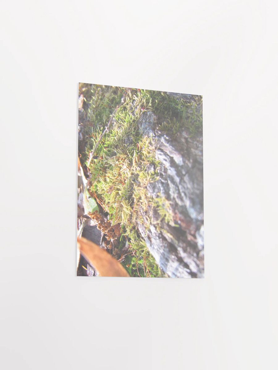 Forest Skin product image (33)