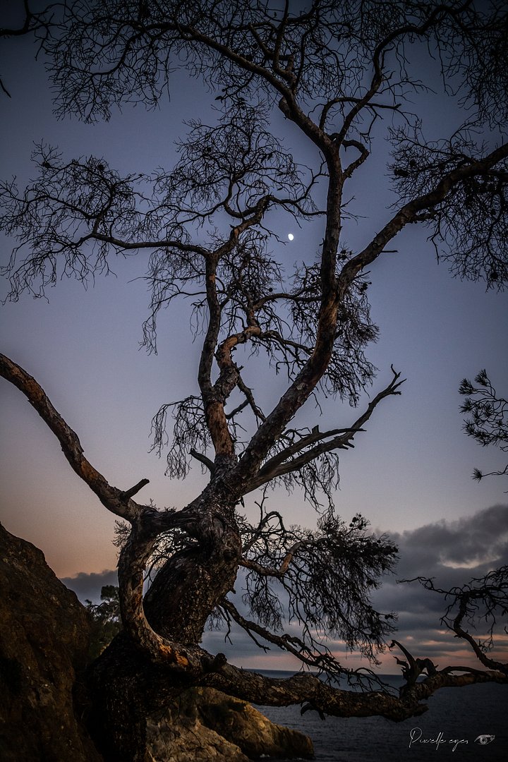 Fine Art Photography - The Pine in Moonlight, Pointe du Layet, Lavandou, Var product image (1)