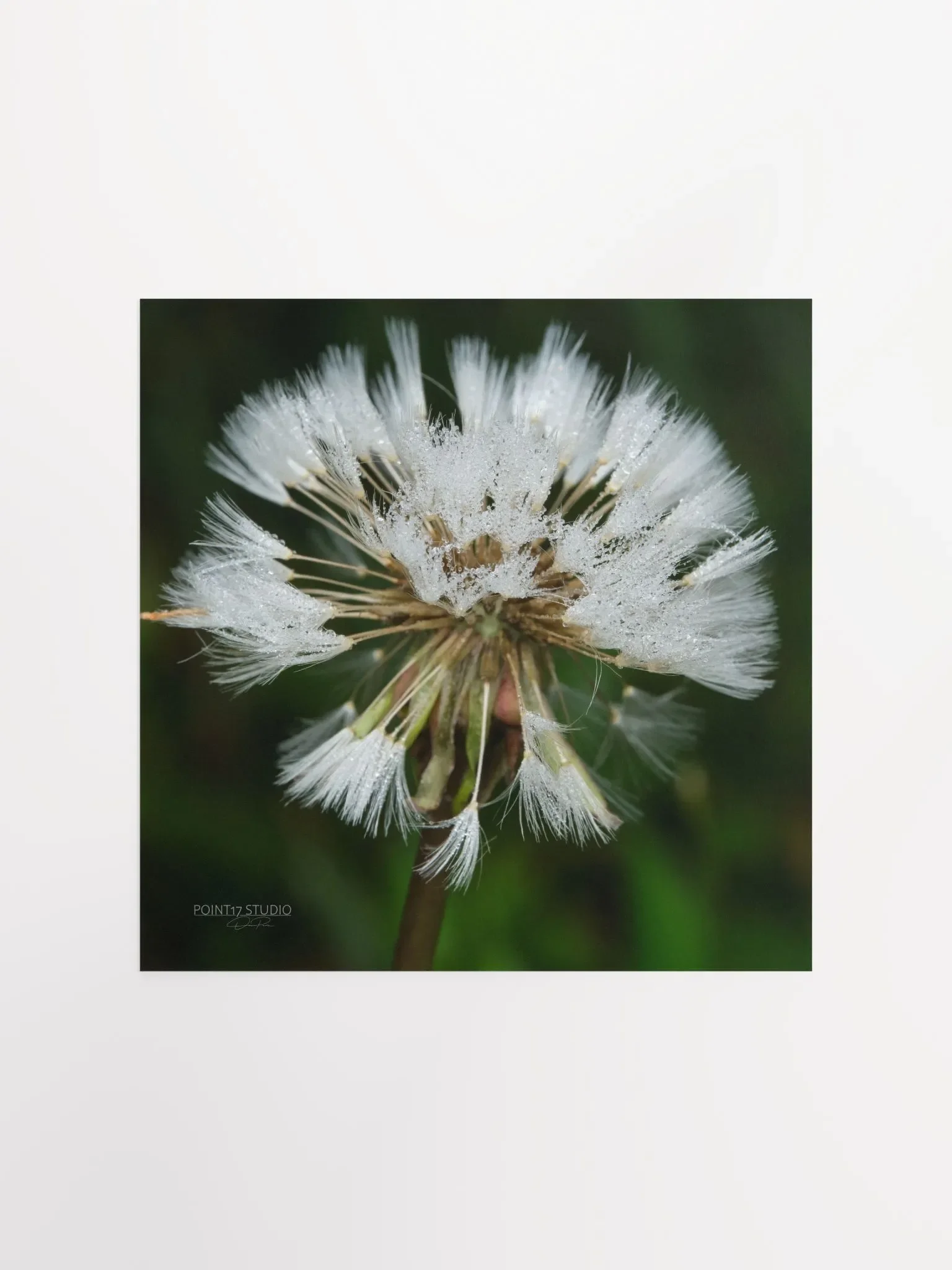 Dandelion #5 - Print product image (1)