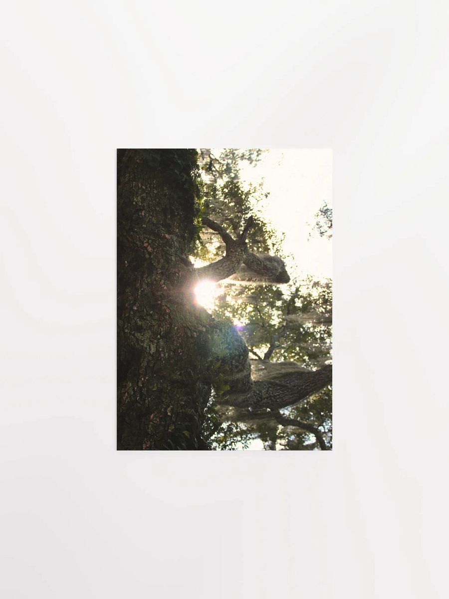 Wood, Morning product image (3)