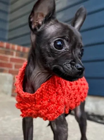 Tiny Berry Dog Sweater Crochet Pattern product image (3)