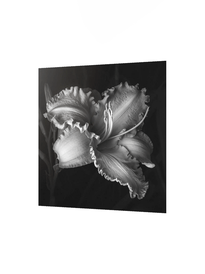 Ruffled Daylily in Monochrome product image (2)