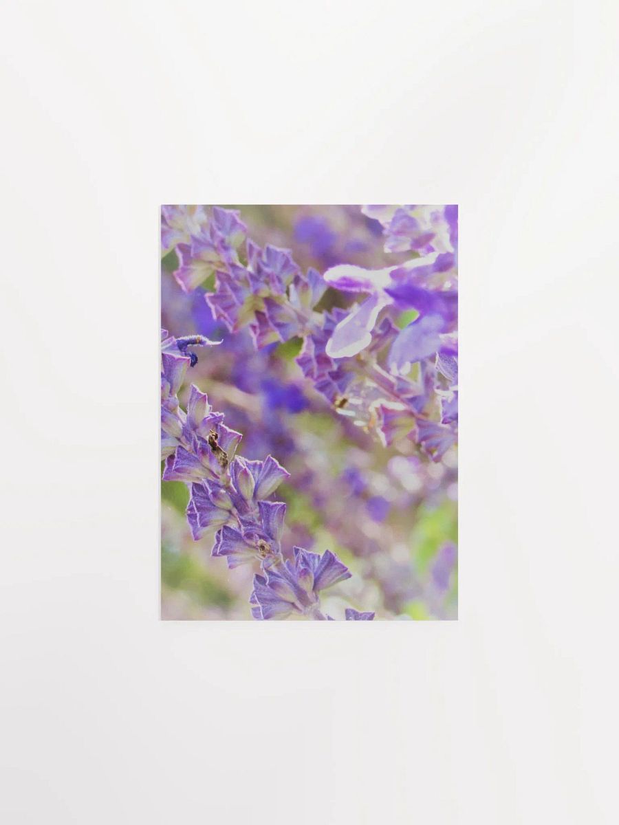 Wisteria product image (12)