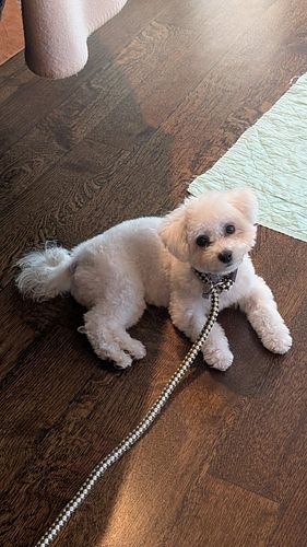 From zero obedience to leash rockstar! 

Winnie has officially completed 6 of her 7 Private In-Home Obedience & Behavioural T...