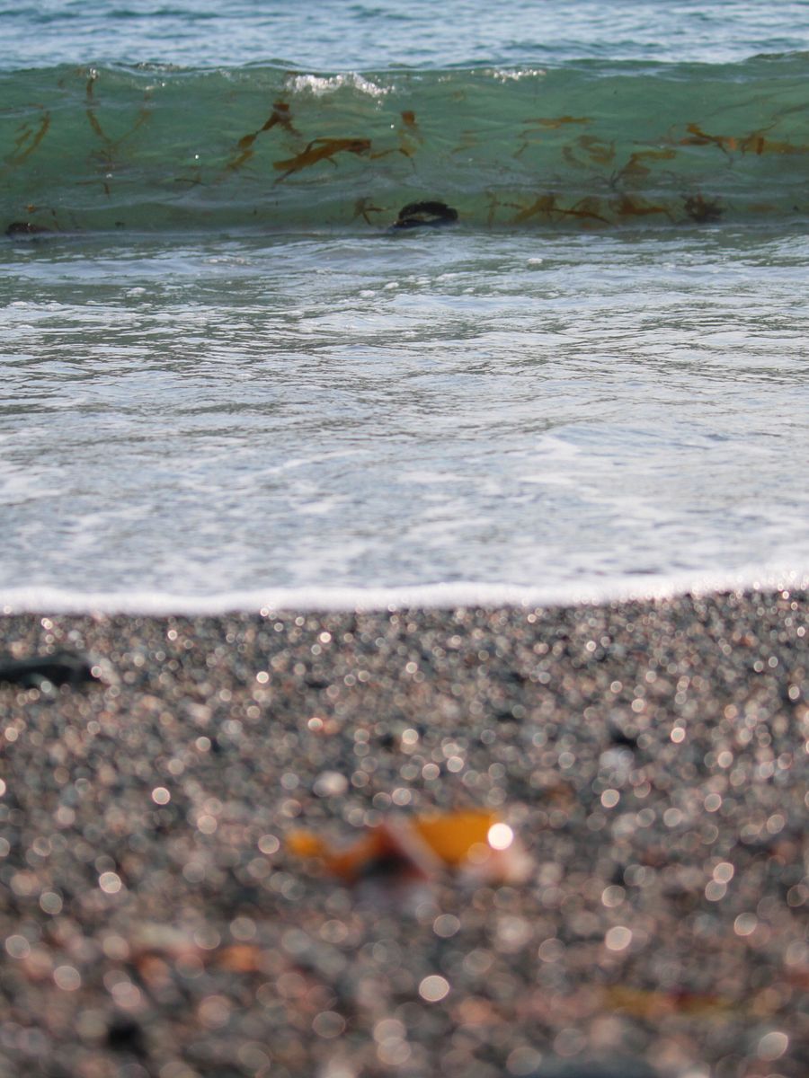 Wild Pacific Light product image (3)
