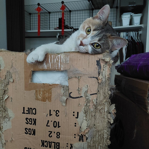 Boudicca Is proud to have shredded part of this box! Many years and cats #monolith of #shredding !
