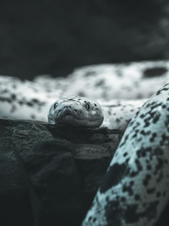 Cow Retic #5 product image (1)