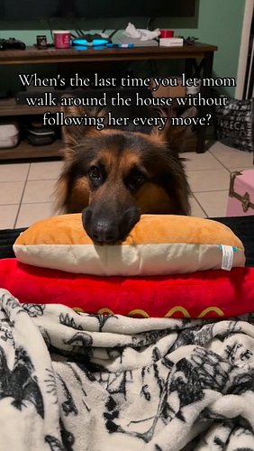 Who knows 😮‍💨

#dogs #dogsofinstagram #germanshepherd #germanshepherdpuppy #germanshepherdsofinstagram #dogstagram #dog #pupp...