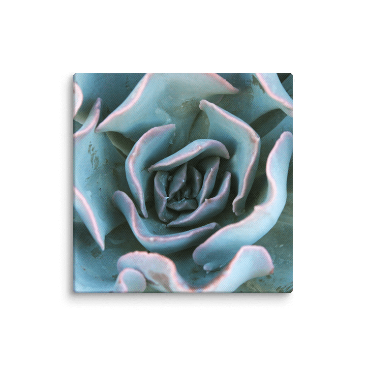 Cabbage Succulent Canvas product image (1)