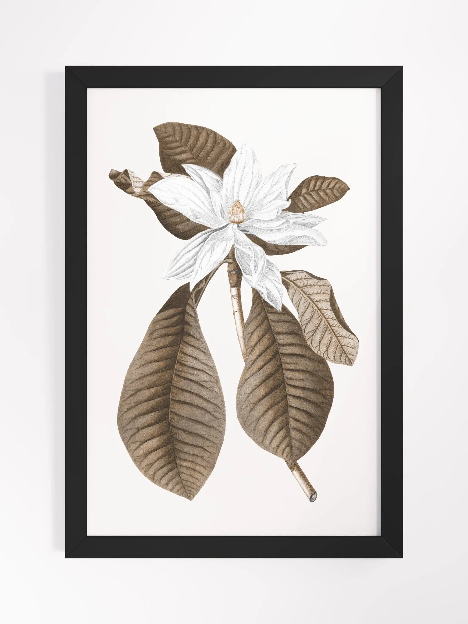 Magnolia Grandiflora #4 Framed Print product image (1)