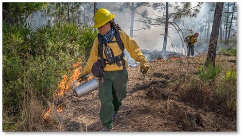 Forestry Friday: Controlled Burning

Prescribed or controlled burns mimic the natural, low-intensity burns that historically ...