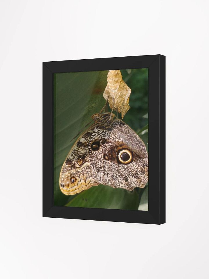 Tropical Owl Butterfly Framed Poster product image (1)
