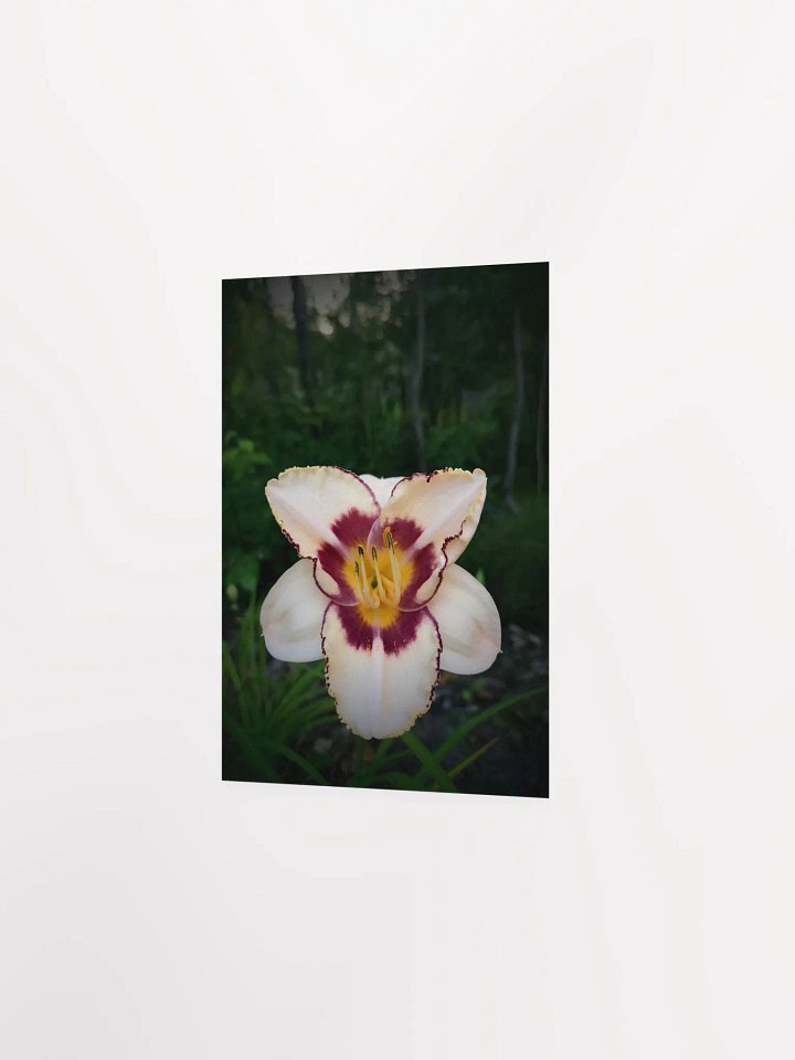 Daylily (Print) product image (13)