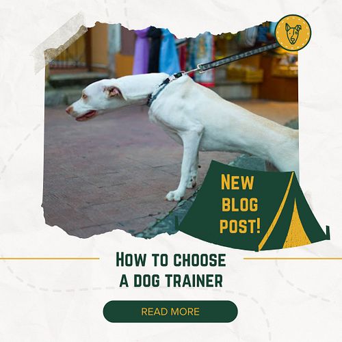 So, you’ve got a furry little chaos machine at home, and you’re thinking, “Maybe it’s time to call in the pros.