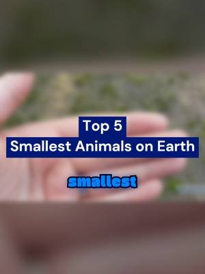 The Smallest Animals on Earth ___ Join us on Telegram, to open your mind to the reality of this world = (Censored/Banned) content on this platform!! https://t.me/DiverseTop5 **Promo** For $77+ purchases Check out the promo: https://diverse-top-shop.fourthwall.com/promo/AUTO_E0_EWCZYQE9UA721EGLP  _________________ https://youtu.be/lvQSunM1nYw _________________ 🎵 Music: https://youtu.be/K4CSZe9sMT0 ✨ Artist: https://www.youtube.com/@UCCb8hPNdW0aPW4iWSIG14HA  🎵 Music: https://youtu.be/QoGvjEZ80HI ✨ Artist: https://www.youtube.com/@UCCb8hPNdW0aPW4iWSIG14HA  🎶 You can also find other cool music without copyright here: https://youtube.com/@DiverseCool?si=0cNKW1wfcu9IV411 ________ 📩 For Business email me at:  diversecontact7@gmail.com Or on, Facebook: Diverse Top 5 Instagram: @diversetop5 X: @Diversetop ________ ~ Wish you all a good time , , 🌹 Enjoy,,✨