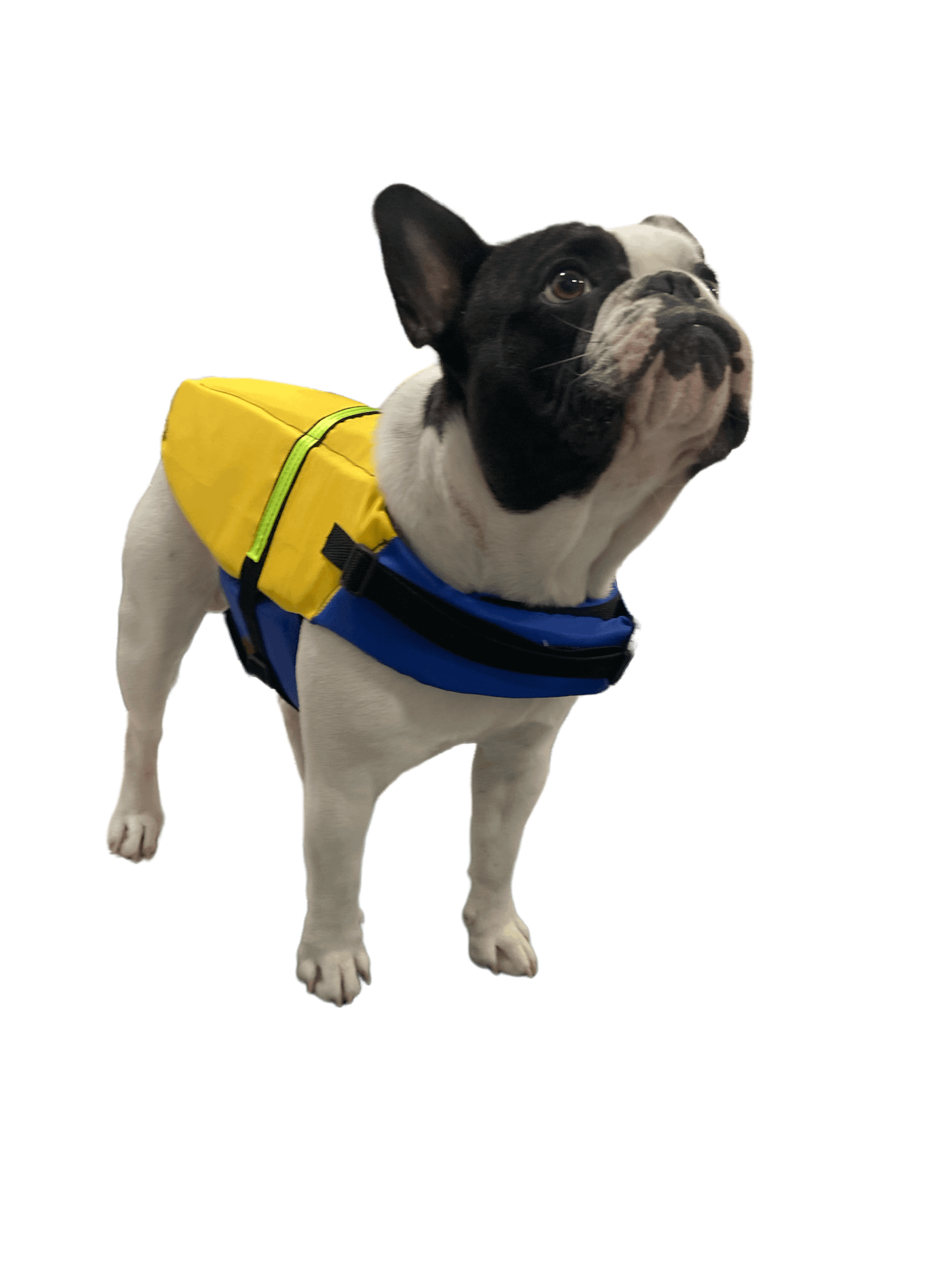 Colete Salva Vidas - Modelagem Pet PDF product image (2)