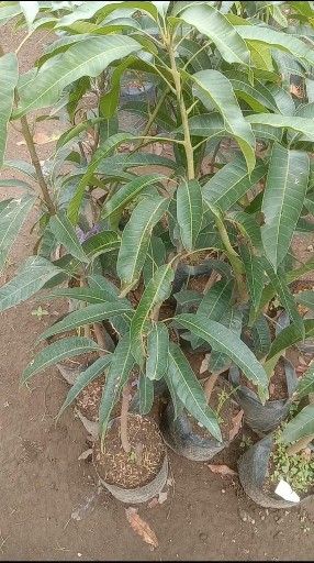 Jual tanaman buah mangga kiojay product image (1)