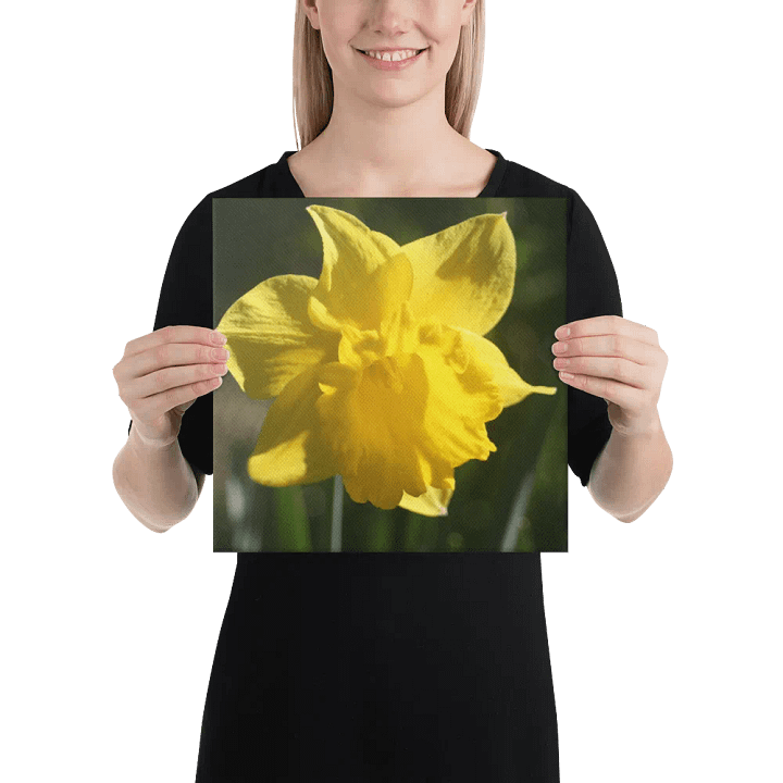 Daffodil product image (2)