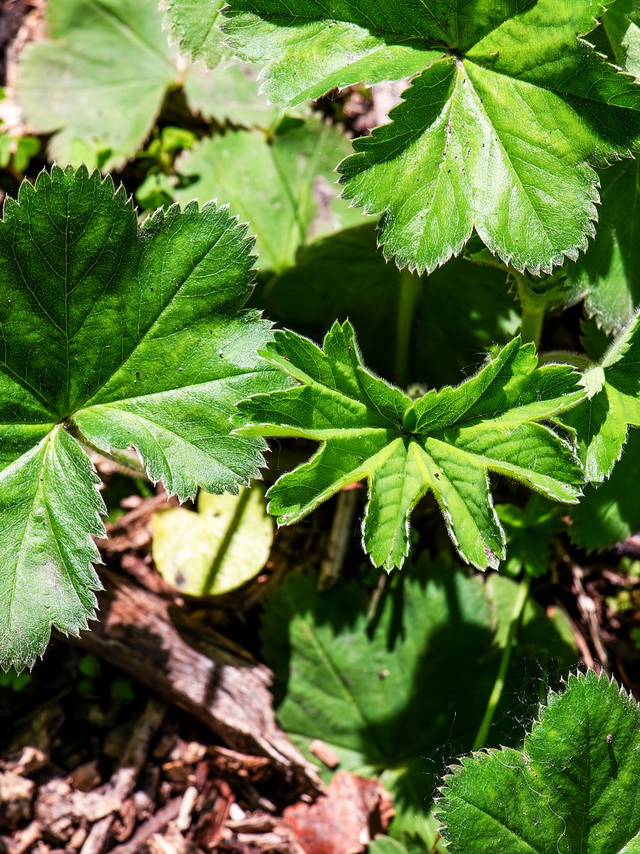 Alchemilla vulgarisعشبة عباءة السيدة البرية product image (4)