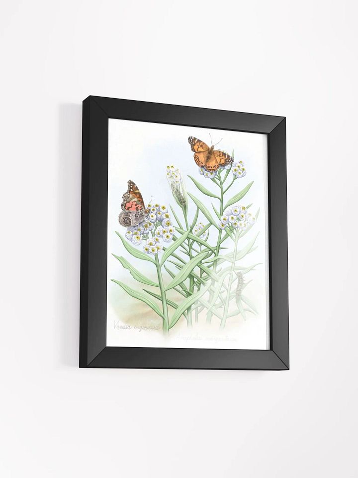 American Lady Butterflies product image (17)