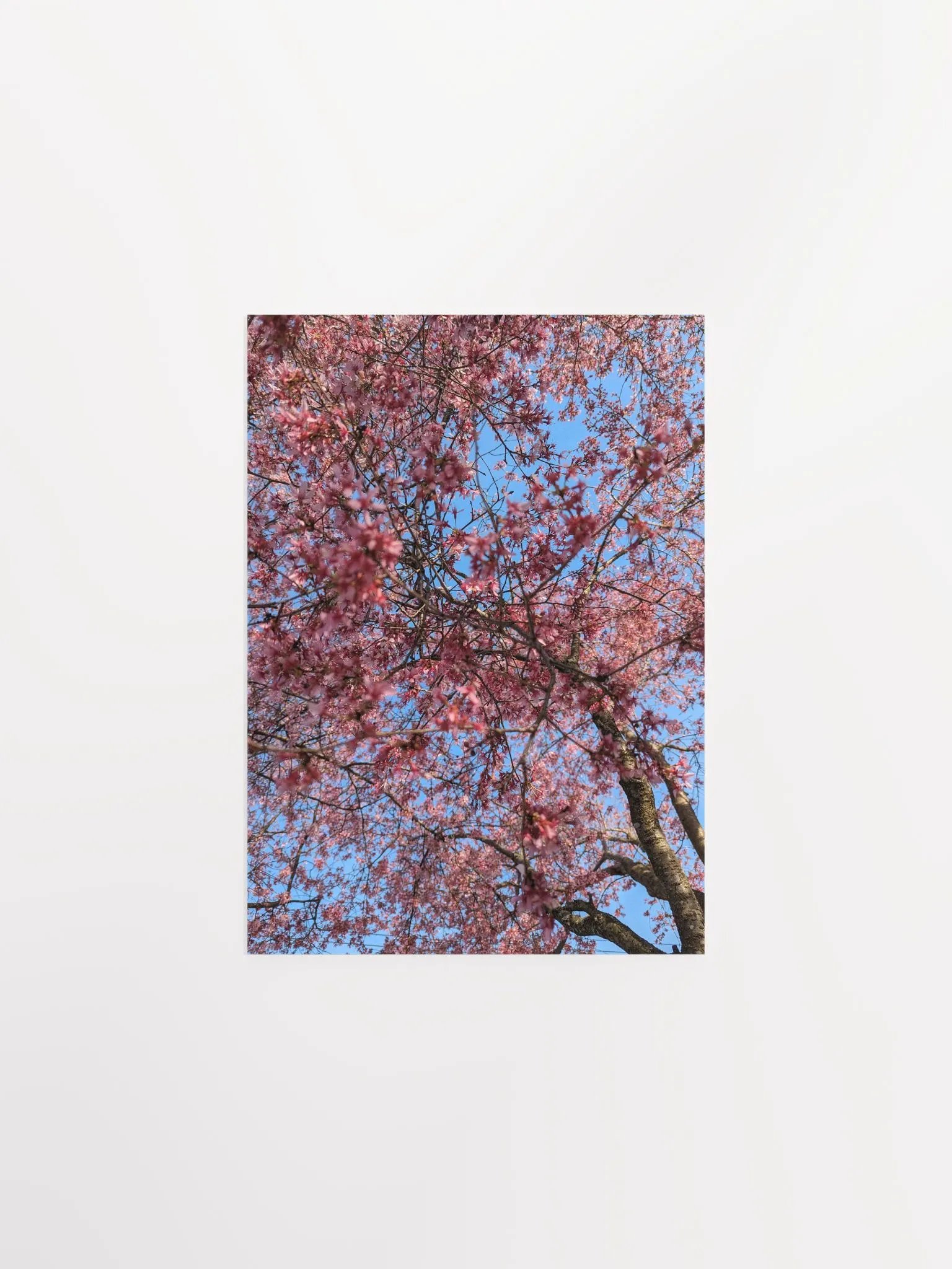 Blossom Canopy Poster product image (1)