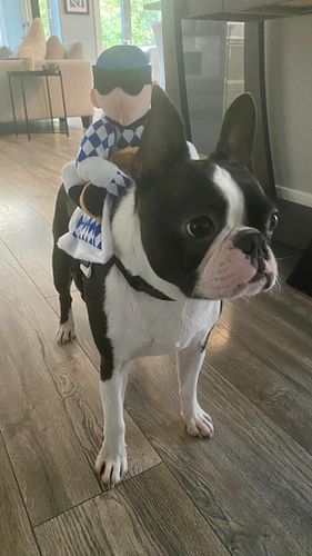 Turning my Boston Terrier into a show jumper 🤣 #bostonterriers #horsesanddogs #agility #showjumpingdog #bostonterriersrule