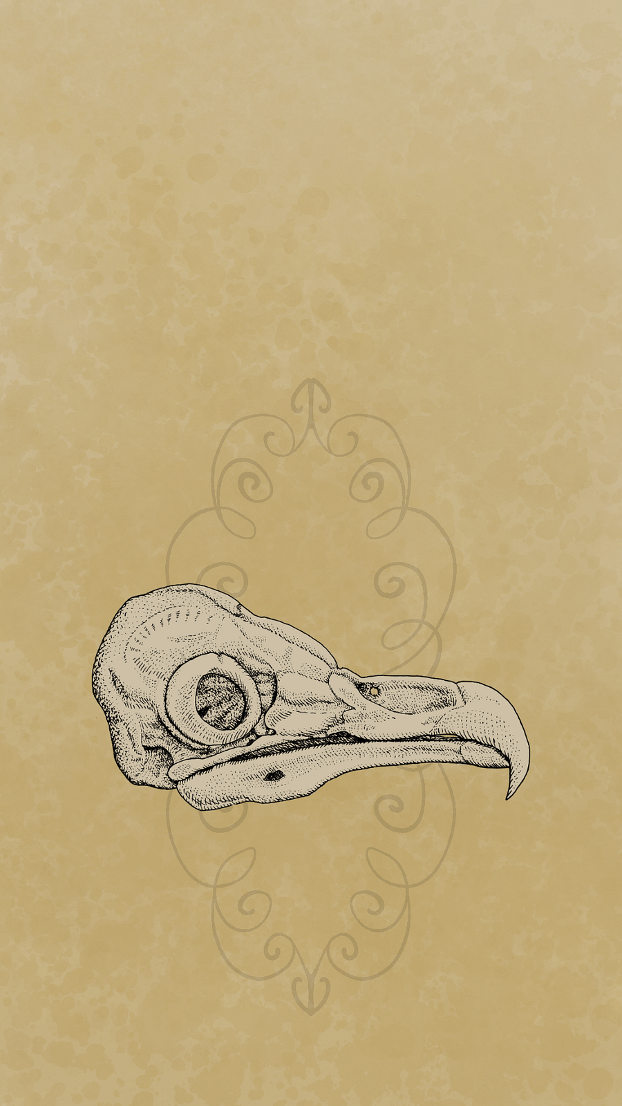 Barn Owl Skull Iphone Wallpaper product image (1)