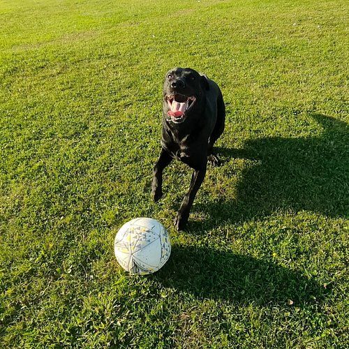 Saturday football match 🤣