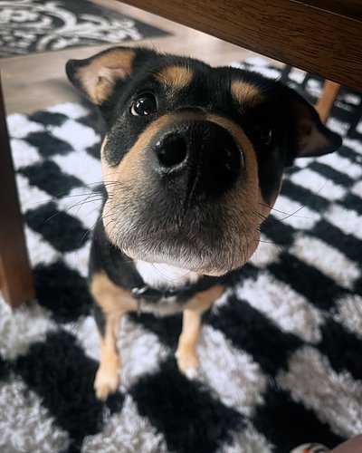 Boop it 🐶❤️