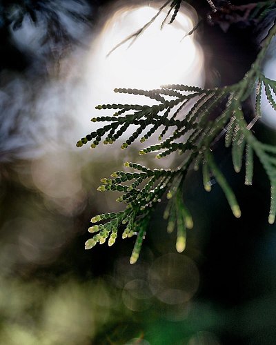 Enjoying the evening light and just letting the evening pass by. What's your favourie moment when the sun ins about to set? 
...