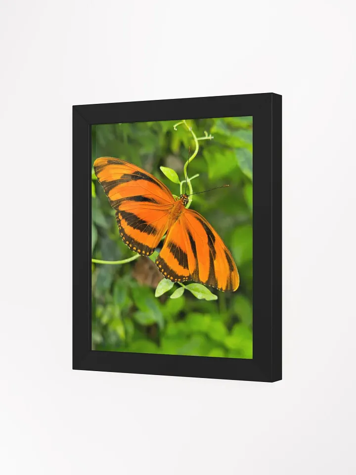Banded Orange Longwing Tropical Butterfly Framed Poster product image (1)