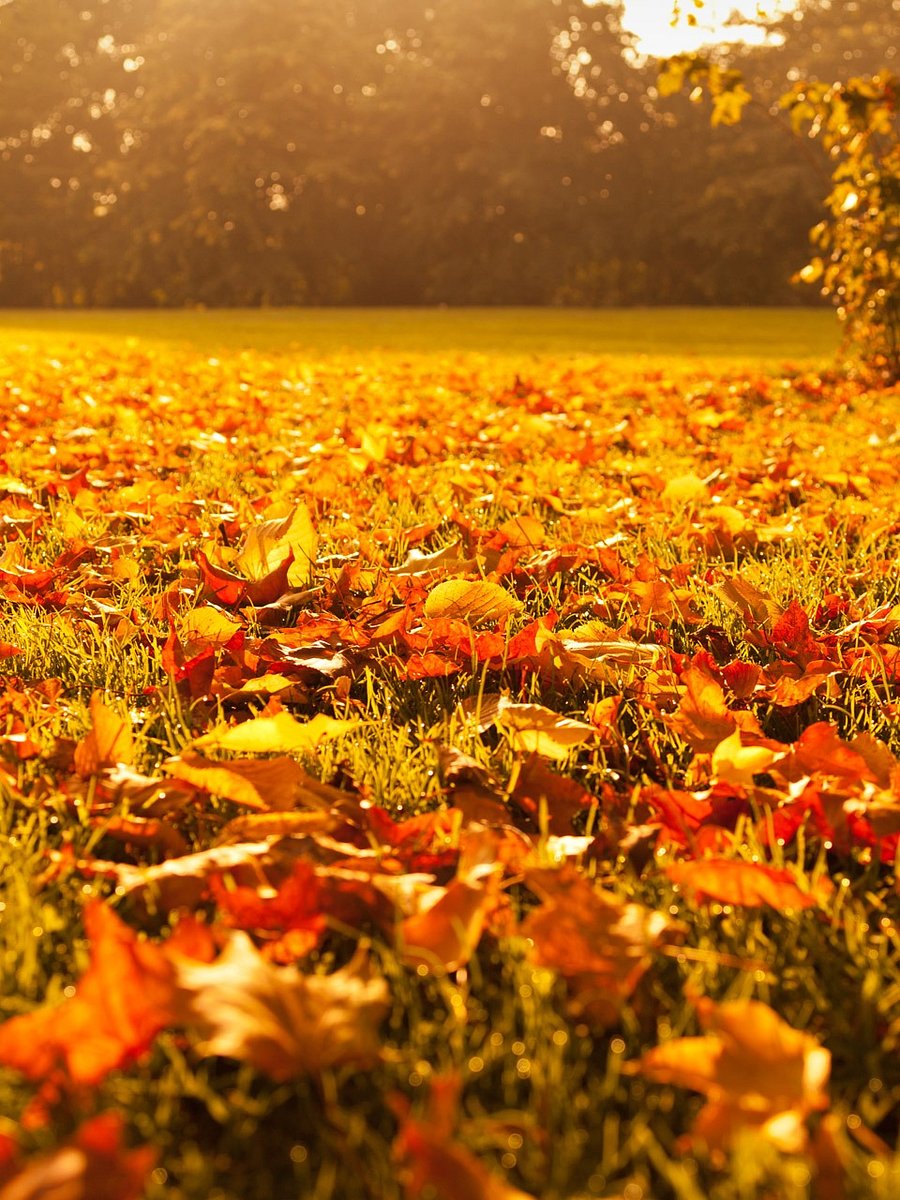 Autumn Leaves Scented 8. oz Candle product image (4)