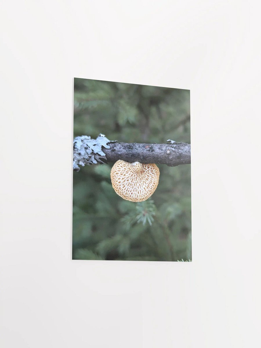 Hexagonal Polypore (Print) product image (33)