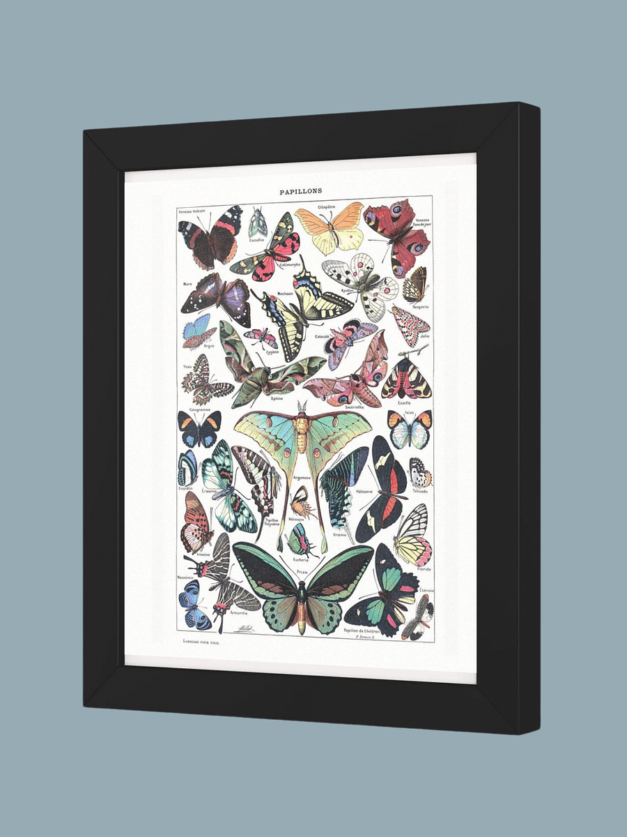 PAPILLONS - Butterfly Scientific Poster product image (2)