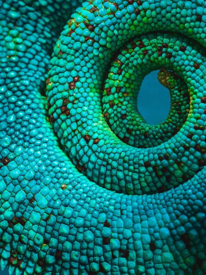 Chameleon Tail product image (1)