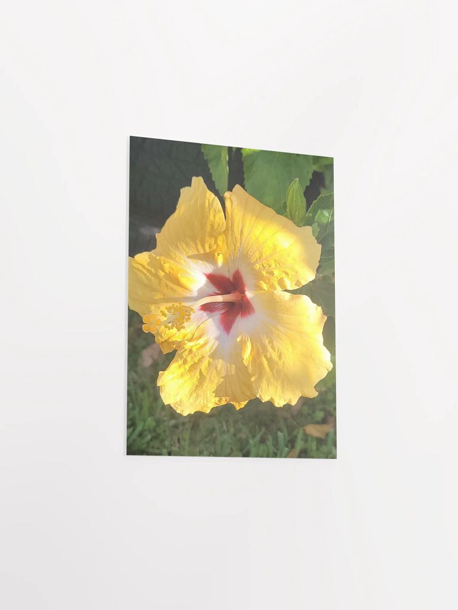 Yellow Hawaiian Hibiscus product image (32)