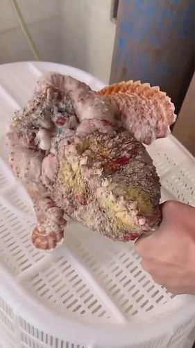 The most venomous fish in the world.