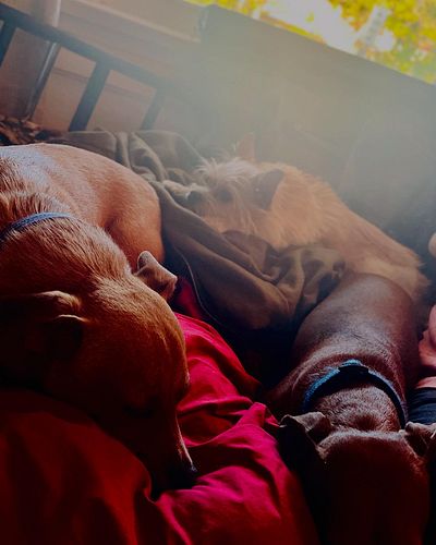 Best part of thanksgiving is the doggies…