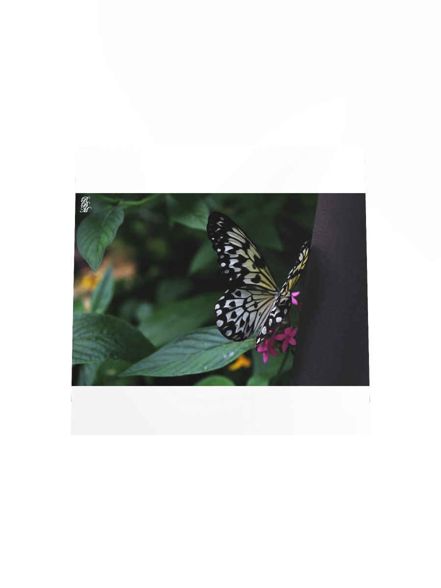 A Yellow Butterfly on Pink Flowers product image (11)