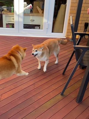 doge used tail whip. its super effective. #doglife
