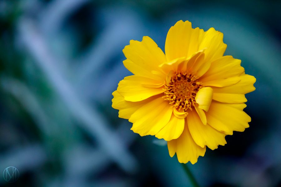 In Bloom Print product image (1)