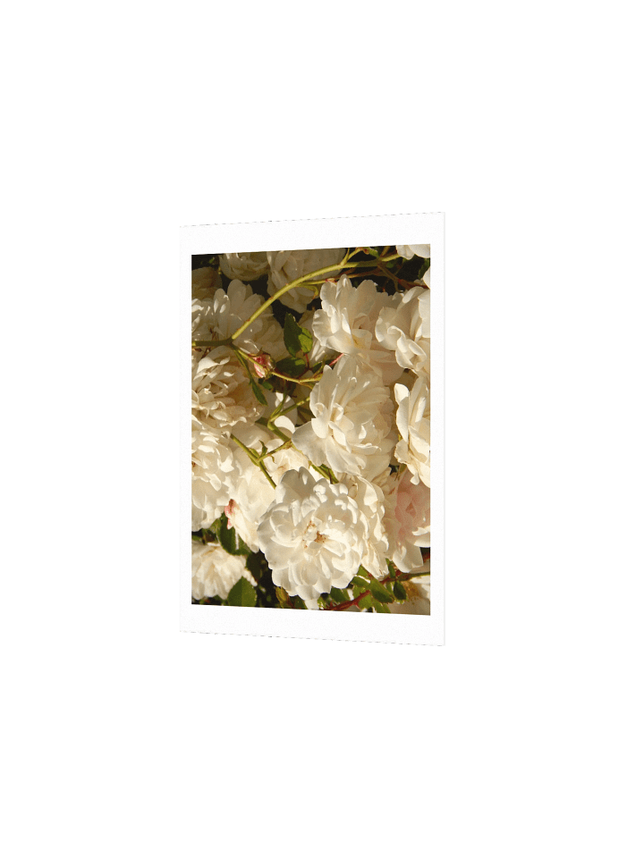 White Roses product image (2)