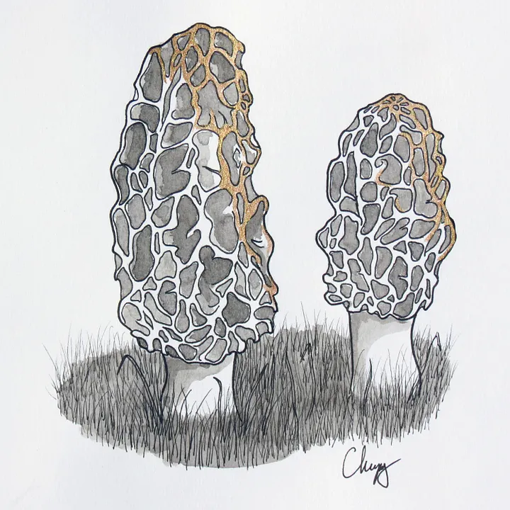 Morels - Original Drawing product image (2)
