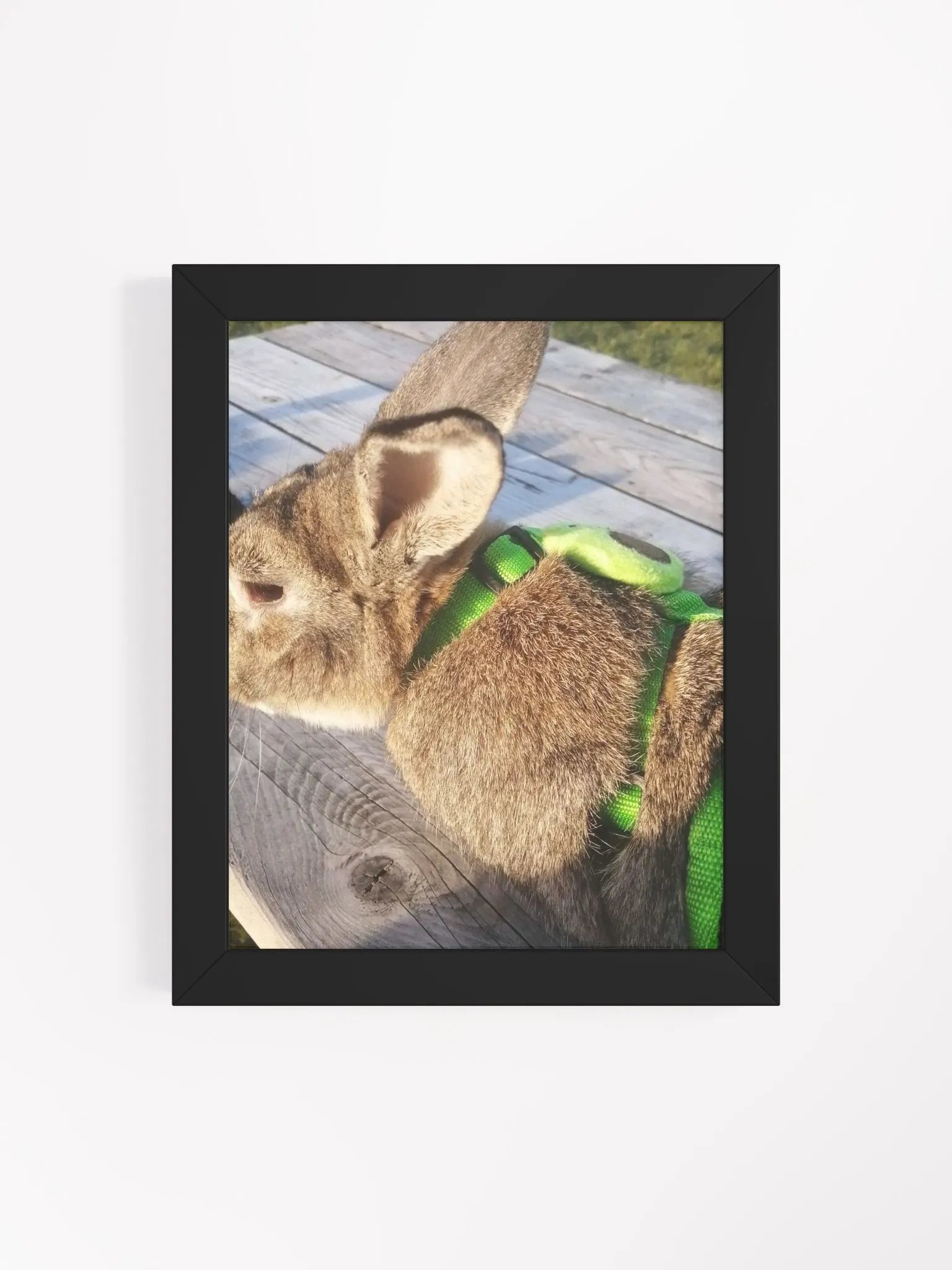 Poster Of My Bunny product image (98)