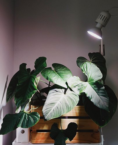 I had to move this bunch of big bois on top of a small book shelf to accommodate their increasing leaf size. 🥲 We have to mov...