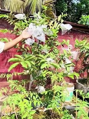 ছাদবাগানে পেয়ারা চাষের দারুন টিপস | ফলন বাড়ানোর সেরা উপায় 🔗 অর্ডার করতে ভিজিট করুন = https://zurl.co/3c87p 📍 Address: 819/1, West Shewrapara, Mirpur, Dhaka. 📞 Call us = 01706176403, 01896261223, 09613824241 📲 WhatsApp, Telegram, Imo – 01706176403, 0189626122 📌 Hashtags #ছাদ_বাগান #পেয়ারা_চাষ #GeoGrowBag #GuavaFarming #PeyaraChash #SirajTech #গাছের_পরিচর্যা #RooftopGardening #ছাদে_সবজি #BanglaGardening