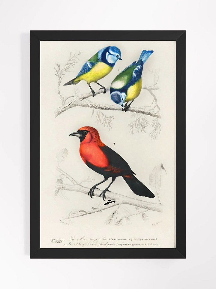 Different types of birds product image (4)